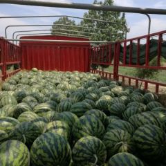 陕西甜王西瓜