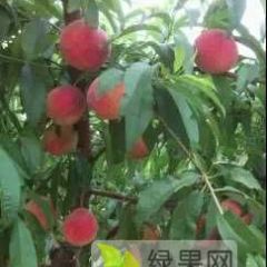 陕西省大荔县毛桃产地蜜桃基地