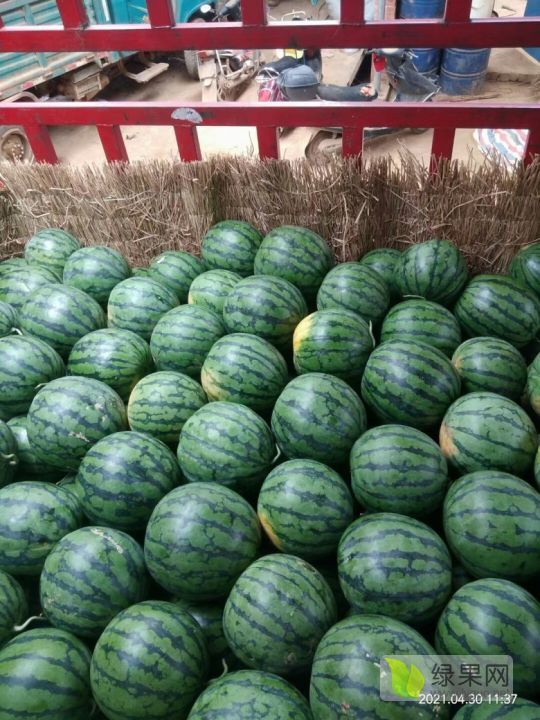 麒麟西瓜价格