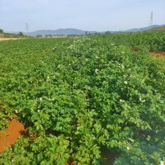 丽署6号，老品重脱毒马铃薯品质好，价格便宜