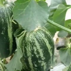 河北省新乐市甜瓜大量上市欢迎咨询