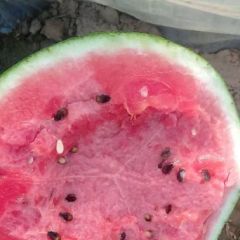 优质甜王西瓜大量上市