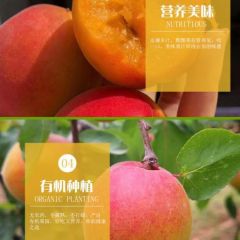 丰源红杏45起步