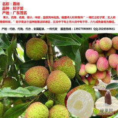 2021荔枝批量上市 产地代收代办 广东茂名产区