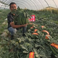 2021陕西大棚甜王.金城五号,黑无籽,花无籽西瓜全国招商中