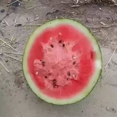 南乐县甜王西瓜已经开始上市