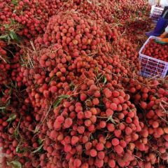 高州市分界镇根子镇荔枝代收