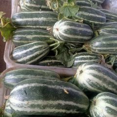 各种薄皮甜瓜大量上市中