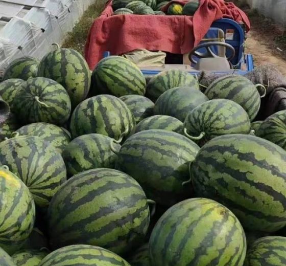 甜王系列价格