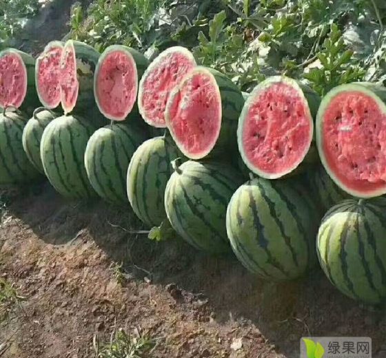 金城5号价格