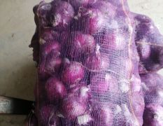 洪显蔬菜批发合作社紫皮洋葱