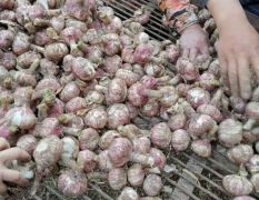 山东莘县优质大蒜圆葱香菜主产地代收，现在大蒜即将大量上市，欢迎你的到