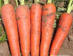 开封三红红萝卜每年的九月份开始上市