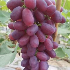 东昌府区沙镇巨盛、藤稔葡萄火热上市全国寻找合作商