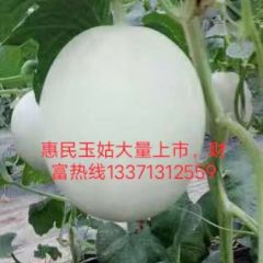 惠民玉姑大量上市中