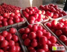 赤峰市喀喇沁旗锦山硬粉西红柿大量现货