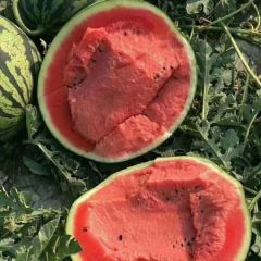 河北清苑万亩西瓜产区优质西瓜大量上市