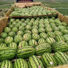 扎子塬村万亩旱砂地西瓜