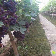 红玫瑰葡萄成熟了，有老板需要吗？