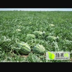 十万斤甜王西瓜出售，王先生13613707955
