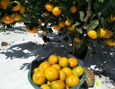 湖南千思农林1至3年生 地径公分起 由良橘子苗