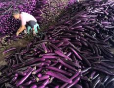 大量精品紫长茄子上市