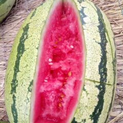 甘肃靖远县高湾乡旱砂地西瓜