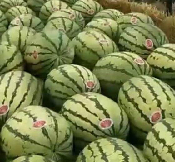 硒砂瓜价格