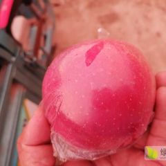 各种红苹果 绿苹果陆续成熟 欢迎前来选购