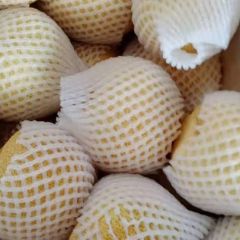 砀山酥梨大量出库价格便宜