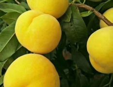蒙阴蜜桃季开启 水蜜桃、黄桃、黄金蟠桃成熟供应