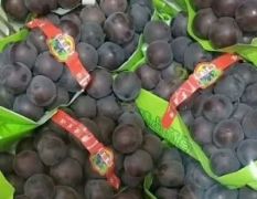 大量供应优质葡萄