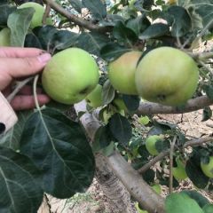 陕西省大荔县夏红苹果大量上市了