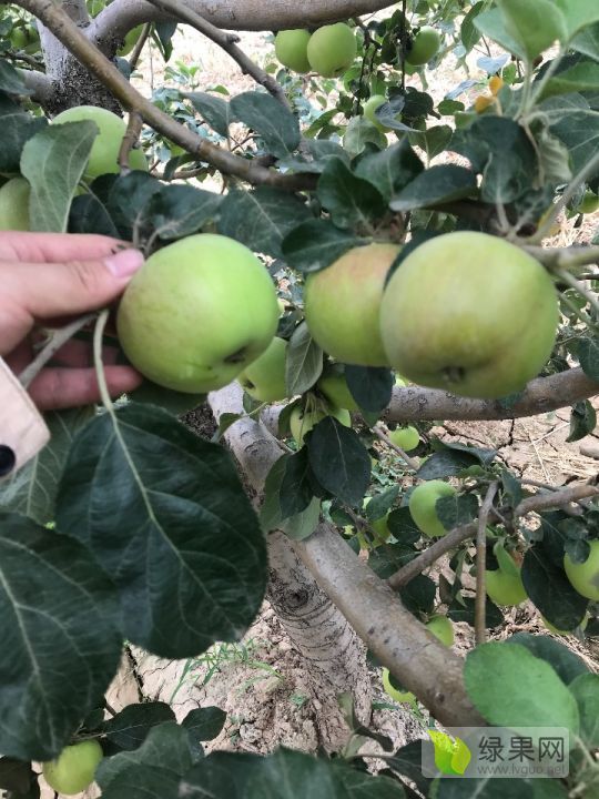 2021年陕西大荔夏红价格