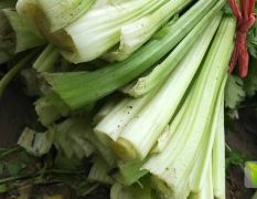 山东省菏泽市牡丹区大量收购生产加工用芹菜