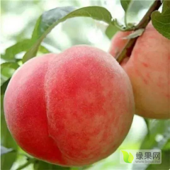 丰都突围桃、白桃、秋彤桃大量供应