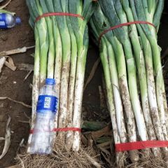 安阳市内黄县长白大葱上市，常年供货，货源充足。