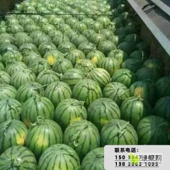 2021年河南万亩西瓜行情大好