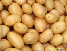 急售150亩荷兰十五土豆