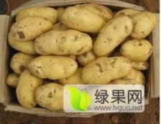 万亩荷兰土豆大量上市（0.5-0.6毛/斤)