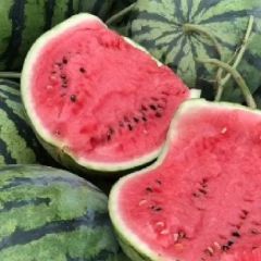 美都西瓜大量供应大量现货