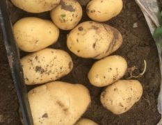 平度露天土豆大量上市。专业代办8年