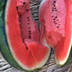 专业开封西瓜代收代发，河南开封西瓜热销中