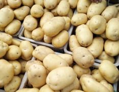 河北昌黎土豆上市，种薯、希森、微七