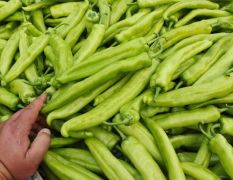 2018中牟辣椒已大量上市每天收获两达5-6万斤