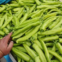 2018中牟辣椒已大量上市每天收获两达5-6万斤