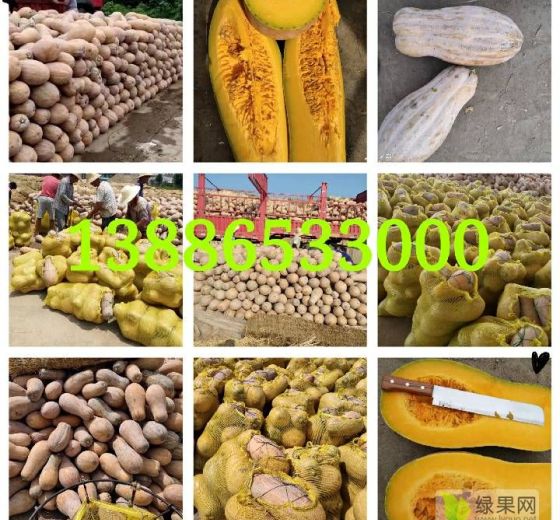 2021年湖北嘉鱼金韩密本南瓜价格