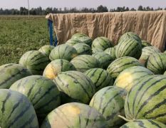 九一系列和甜王系列西瓜上市，保底12斤