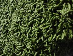 郯城专业种植毛豆，质量非常好价格便宜