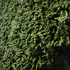 郯城专业种植毛豆，质量非常好价格便宜